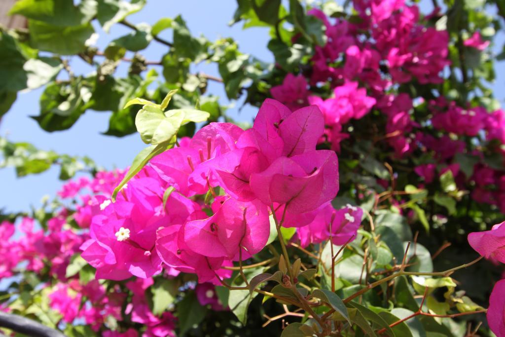 Alacati Koclu Konagi Hotel Extérieur photo